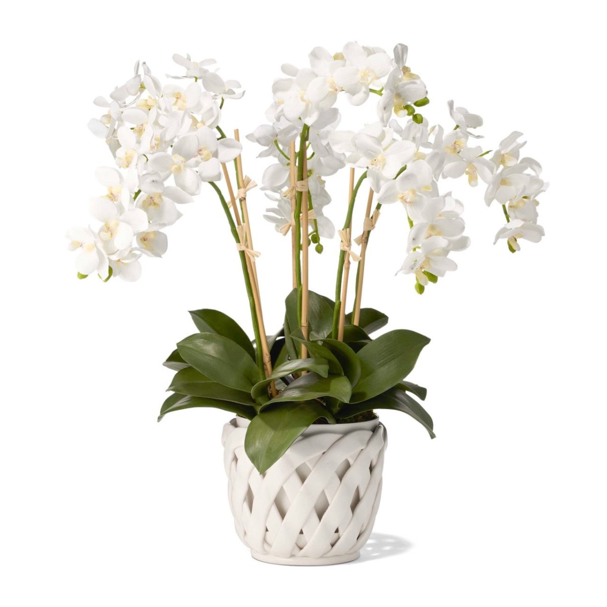 Aria Small Cachepot by AERIN shown with Orchids | Fig Linens and Home