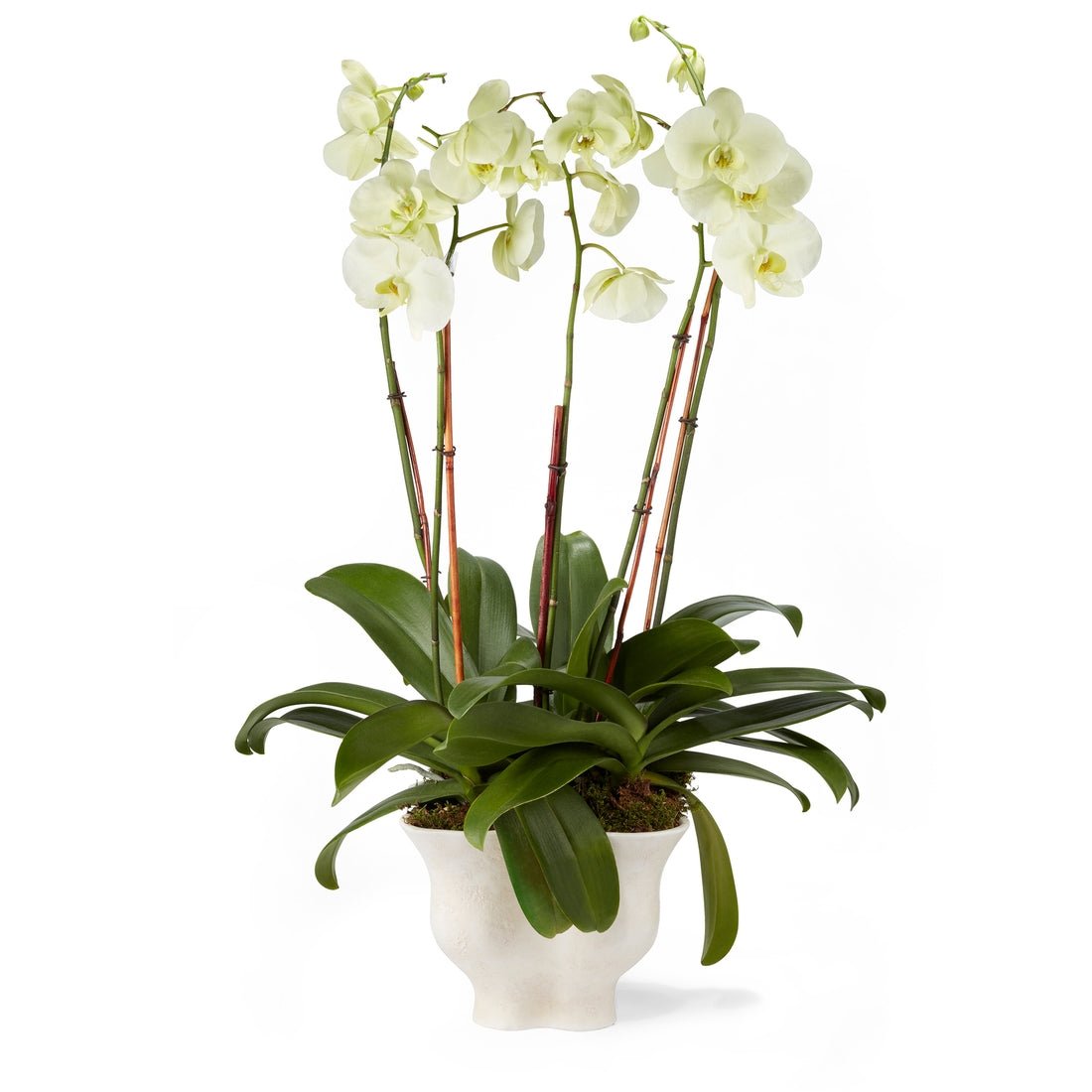 Corvo Cachepot by AERIN at Fig Linens and Home - Shown with Orchids