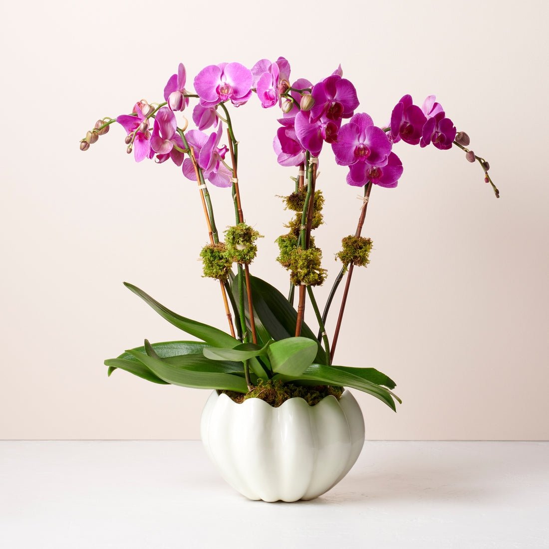 Mirabelle Cachepot in Cream by AERIN - Indoor Planter with Orchids