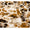 Front Gigi 27x47 Gold 840 Bath Rug by Abyss at Fig Linens and Home