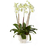 Corvo Cachepot by AERIN at Fig Linens and Home - Shown with Orchids