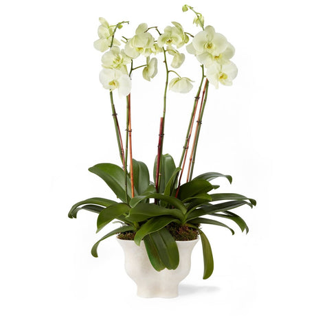 Corvo Cachepot by AERIN at Fig Linens and Home - Shown with Orchids