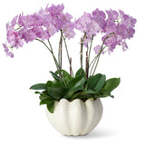 Mirabelle Cachepot in Cream by AERIN with Orchid in Pot at Fig Linens and Home