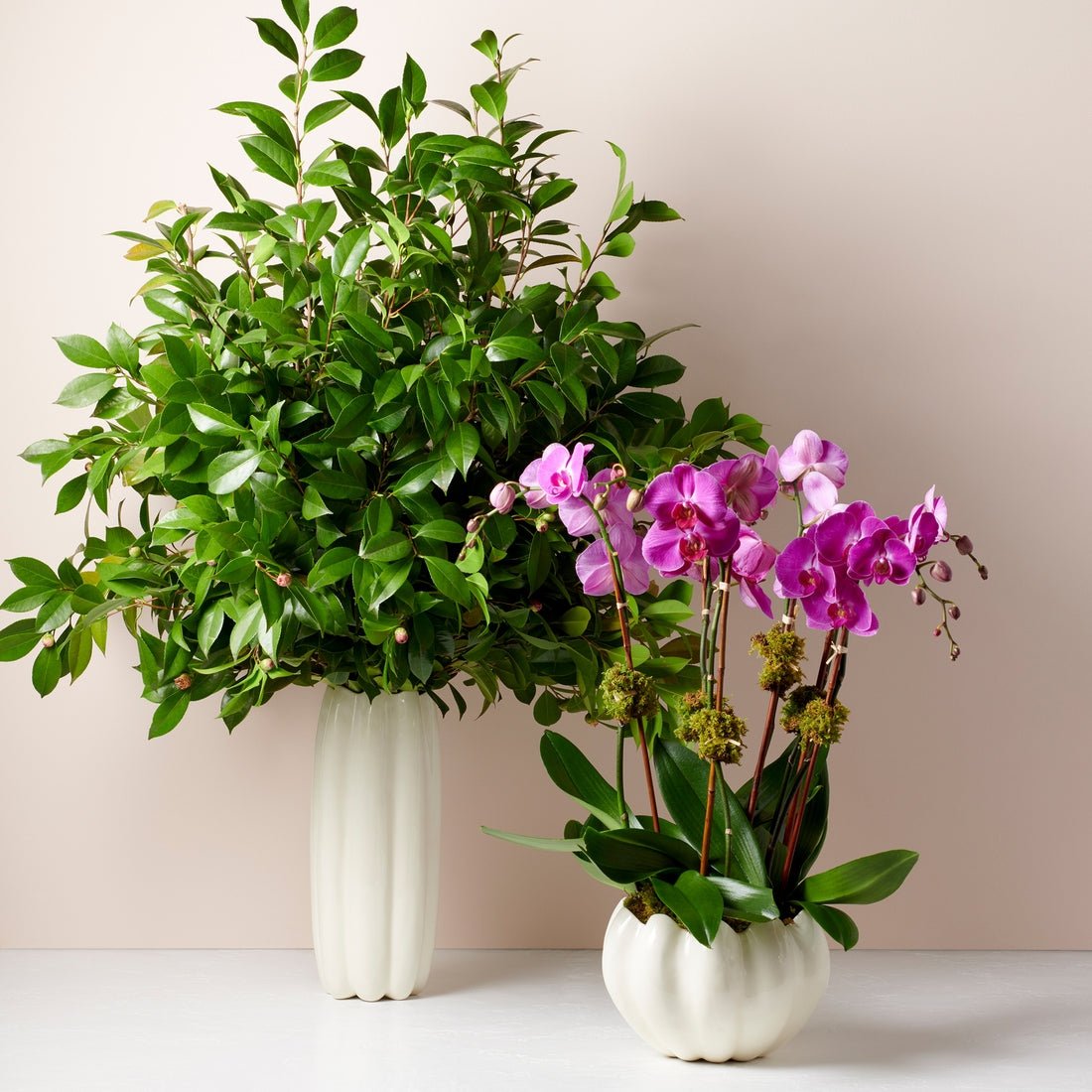 Mirabelle Cachepot in Cream by AERIN - Lifestyle 2 at Fig Linens and Home