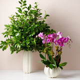 Mirabelle Cachepot in Cream by AERIN - Lifestyle 2 at Fig Linens and Home