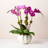 Mirabelle Cachepot in Cream by AERIN - Indoor Planter with Orchids