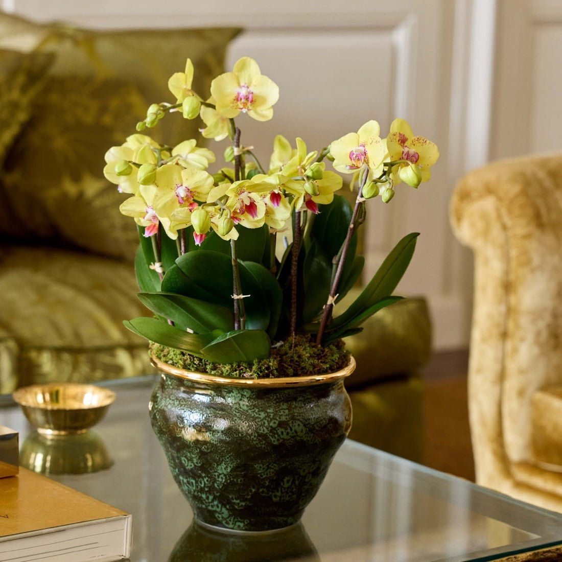 Rimara Cachepot in Cypress by AERIN - Lifestyle with Orchids - Fig Linens and Home